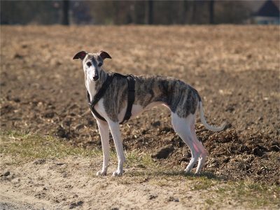 Kissy_07.04.2013_2-small