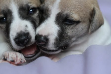 Knight Choice_14_04_2013_6