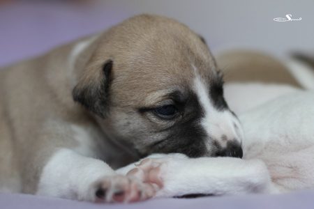 Knight_14_04_2013_11