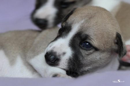 Knight_14_04_2013_13