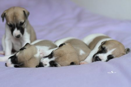 Love Knight Choice_14.04.2013