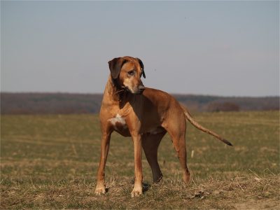 Sheikh_07.04.2013_2-small