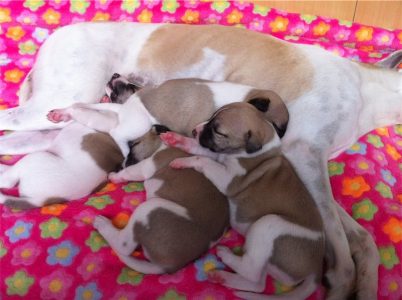 alle_11.04.2013_1-small