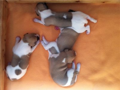 alle_11.04.2013_2-small