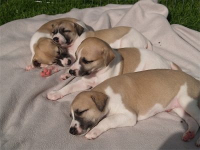 alle_25.04.2013_1-small