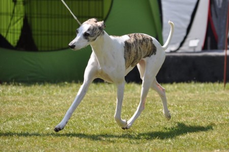 303021_455468341205473_1482371499_n