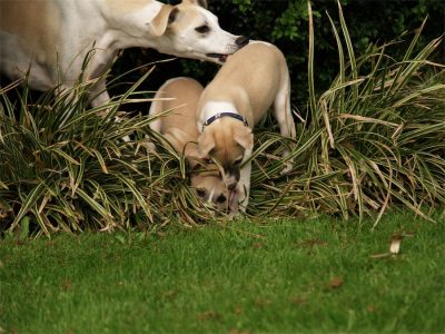 Classie_20.05.2013_6-small