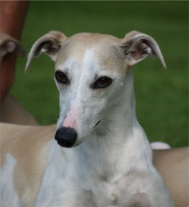 Eve24.05.2013_Porträt