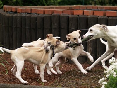 Eve_20.05.2013_3-small