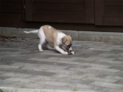 Faye_03.05.2013_1-small