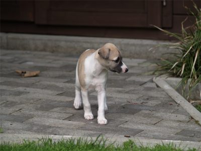 Faye_03.05.2013_2-small