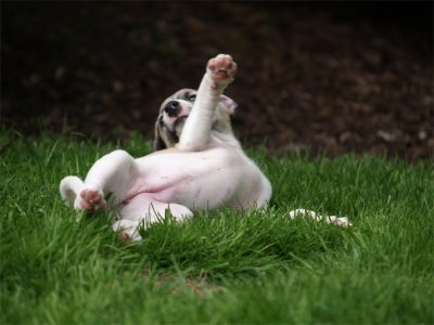 Faye_03.05.2013_7-small