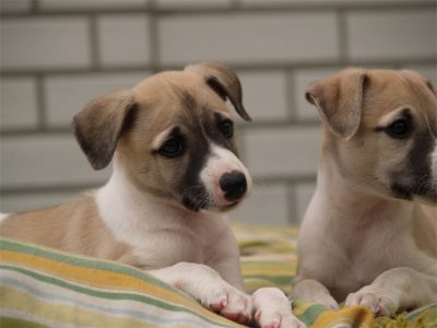 Faye_09.05.2013_1-small