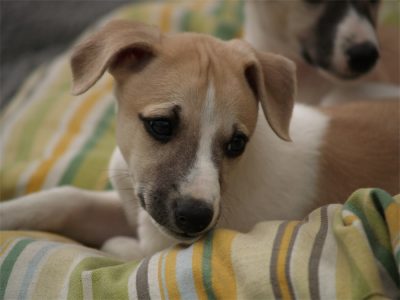 Fil_10.05.2013_1-small