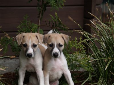 Fil_Rumo_03.05.2013_2-small