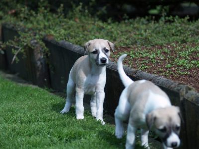 First Knight_01.05.2013_1-small