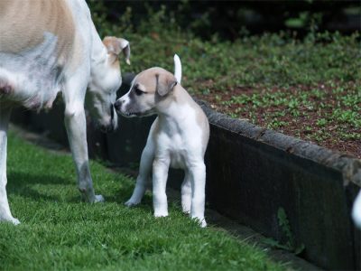 First Knight_01.05.2013_2-small