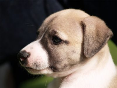 First Love_01.05.2013_3-small