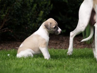 First Love_01.05.2013_4-small