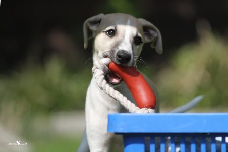 First_Choice_27_05_2013_1