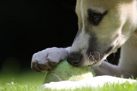 First_Choice_27_05_2013_2