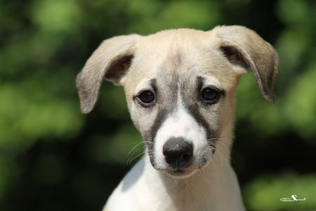 First_Love_27_05_2013_1