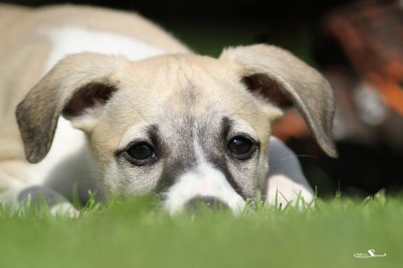 First_Love_27_05_2013_4