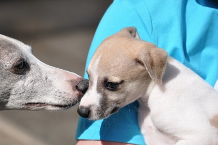 Frist Choice_01.05.2013-small