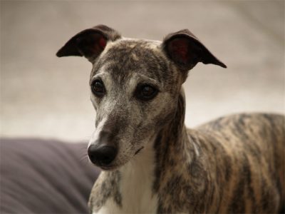 Kissy_09.05.2013-small