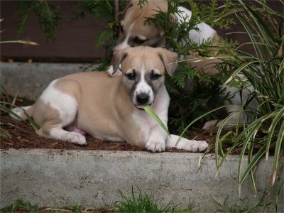 Rumo_03.05.2013_3-small