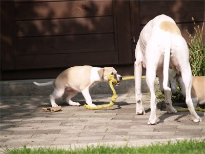 Rumo_03.05.2013_5-small