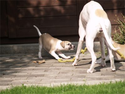 Rumo_03.05.2013_6-small