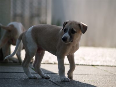 Rumo_06.05.2013_1-small