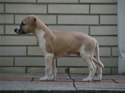 Rumo_06.05.2013_2-small