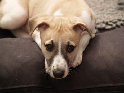 Rumo_20.05.2013_1-small