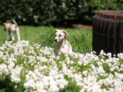 Rumo_20.05.2013_7_1-small