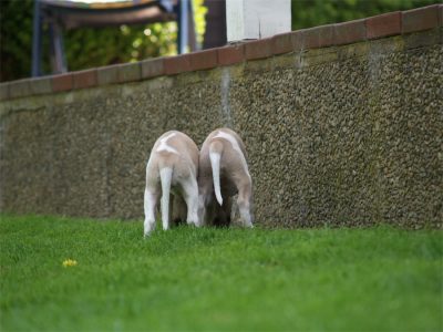 Rumo_Class_06.05.2013-small