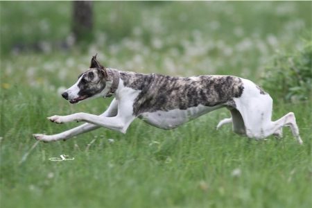 Boechen_18_05_2013_1-small