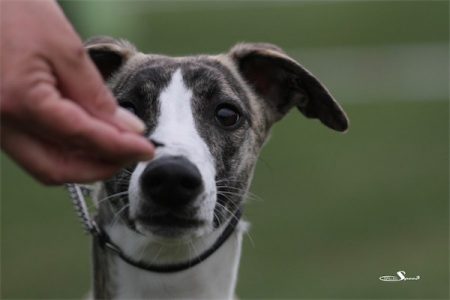 Boechen_18_05_2013_3-small