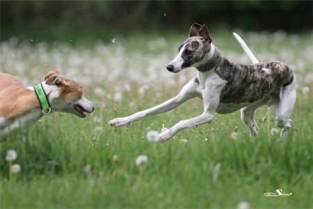 Boechen_18_05_2013_4-small