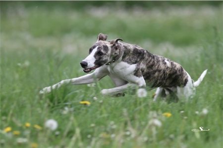 Boechen_18_05_2013_5-small