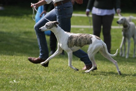 CAC_Hahn_Hochdahl_04_05_2013_16