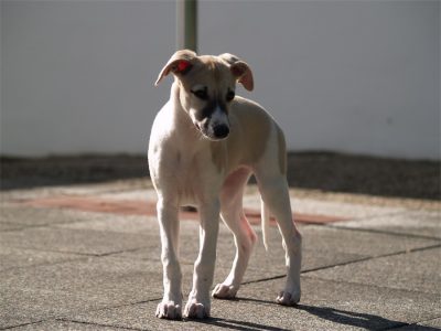 Classie_2_03.06.2013-small