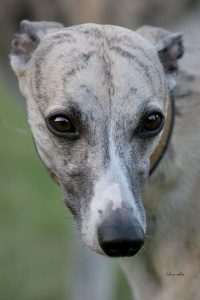 Donaueschingen_04_08_2012_Bon_dOre_semper-crescendo_1