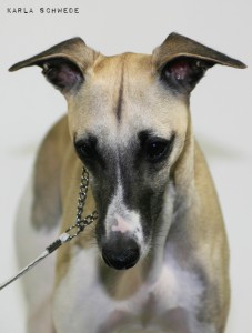 Mono_13_11_2011_3_copyright