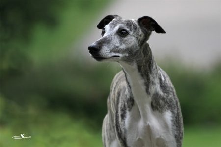 Kissy_25_06_2013_4-small