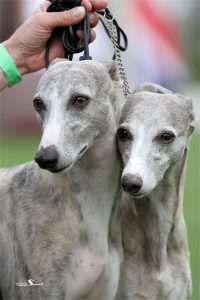 DE_03_08_2013_41-small