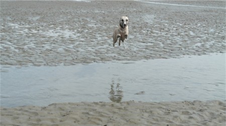 Flying_Gina[1]-small