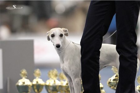 CACIB_11_10_2013_29-small