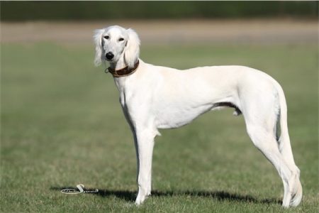 CAC_GE_28_09_2013_Louis_1-small